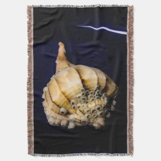 Muschel von Seeschnellfischen mit Barnacles Decke (Vorderseite Vertikal)