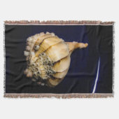 Muschel von Seeschnellfischen mit Barnacles Decke (Vorderseite)