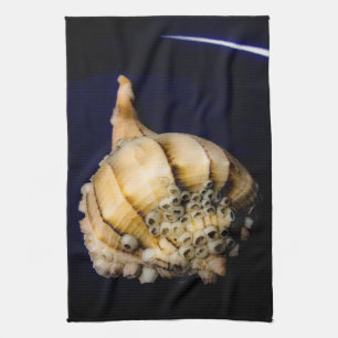 Muschel von Seeschnellfischen mit Barnacles Geschirrtuch