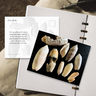 Muschelfotografie Olivenmuscheln Postkarte