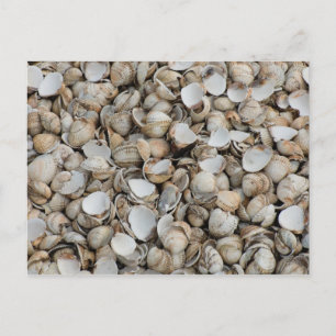 Muschelhintergrund Postkarte