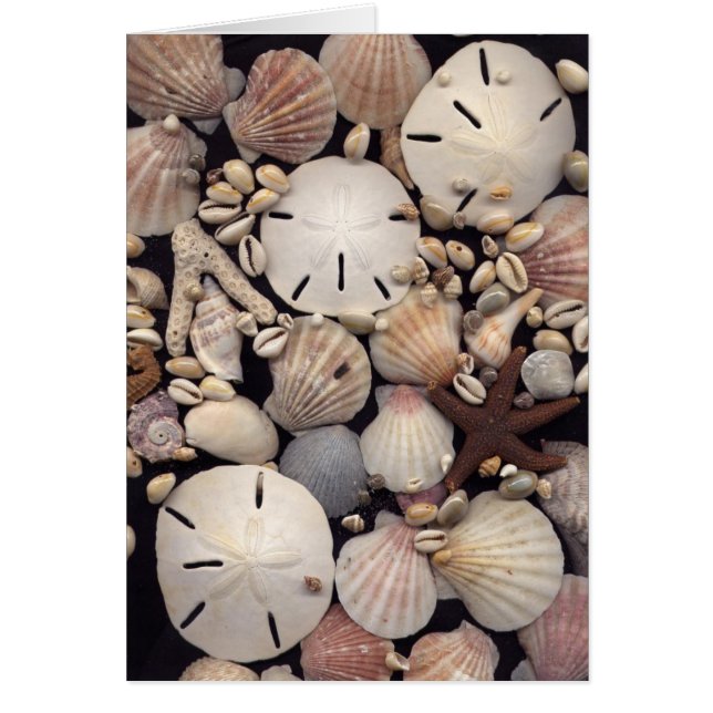 Muscheln (Vorne)