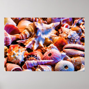 Muscheln 1 Alt Poster
