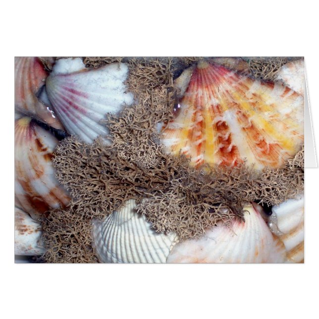 MUSCHELN 3 (Vorderseite (Horizontal))