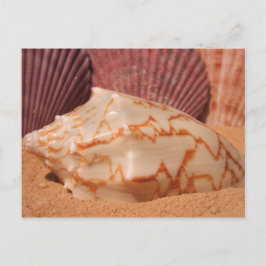 Muscheln 619 Postkarte