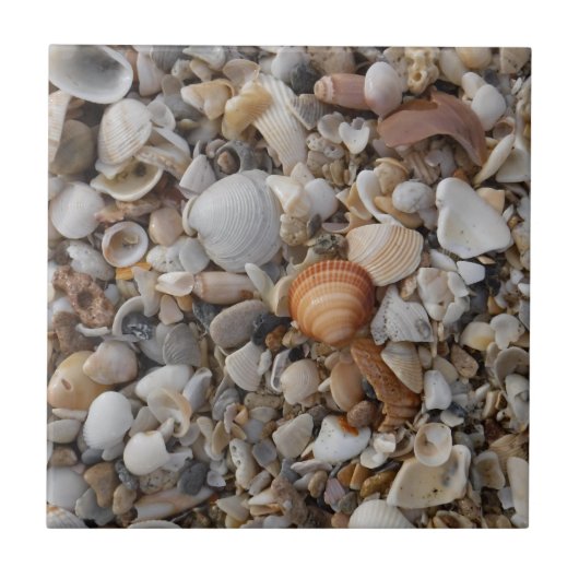 Muscheln am Meer Fliese (Vorderseite)