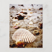 Muscheln am Meer Postkarte (Vorderseite)