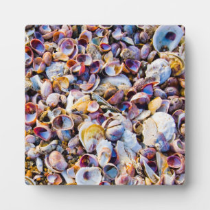 Muscheln am Meeresufer Fotoplatte