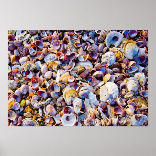 Muscheln am Meeresufer Poster (Vorne)