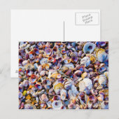 Muscheln am Meeresufer Postkarte (Vorne/Hinten)