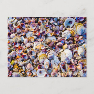 Muscheln am Meeresufer Postkarte