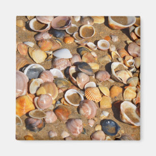 Muscheln am Sandstrand   Andalusien, Spanien Magnet