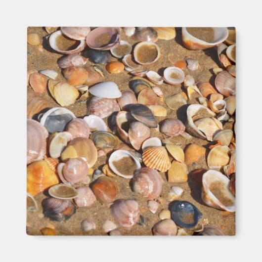 Muscheln am Sandstrand | Andalusien, Spanien Magnet (Vorne)