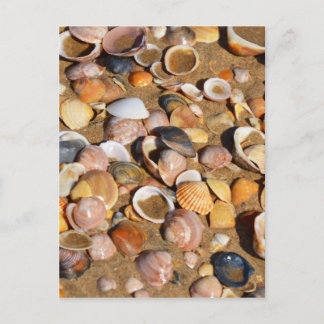 Muscheln am Sandstrand | Andalusien, Spanien Postkarte