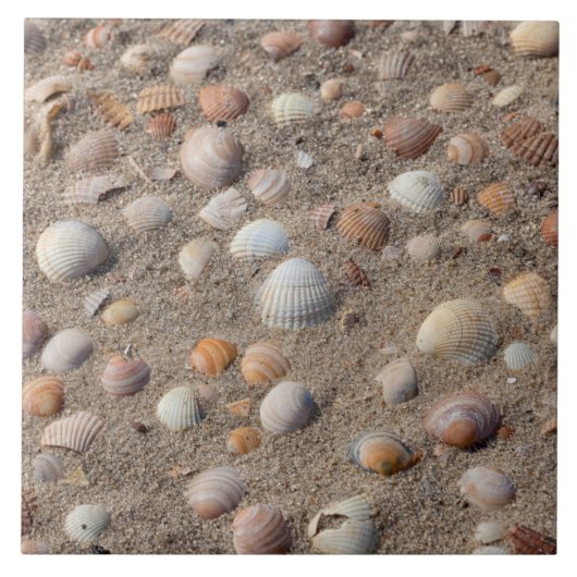 Muscheln am Strand Fliese (Vorderseite)