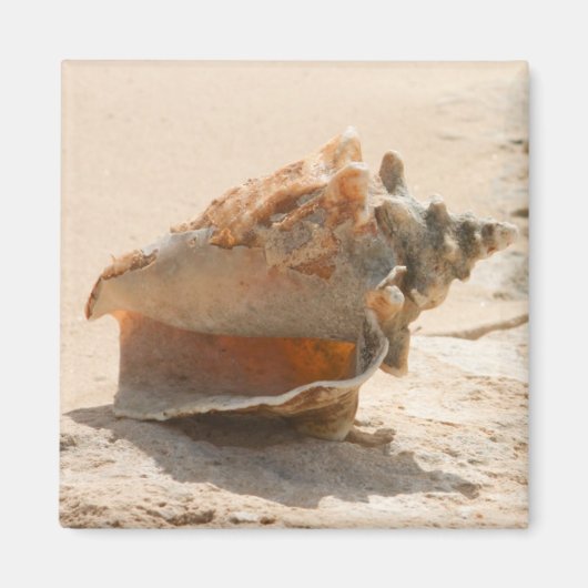 Muscheln am Strand Magnet (Vorne)
