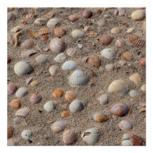 Muscheln am Strand Poster