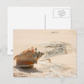 Muscheln am Strand Postkarte (Vorne/Hinten)