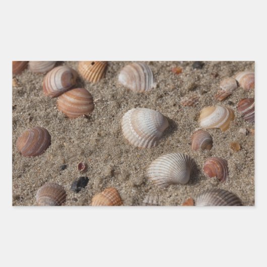 Muscheln am Strand Rechteckiger Aufkleber (Vorderseite)