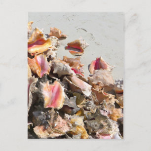 Muscheln am Strand   Turks- und Caicos-Foto Postkarte