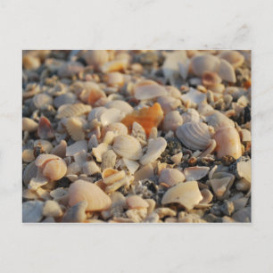 Muscheln am Strand von Florida Postkarte