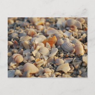 Muscheln am Strand von Florida Postkarte