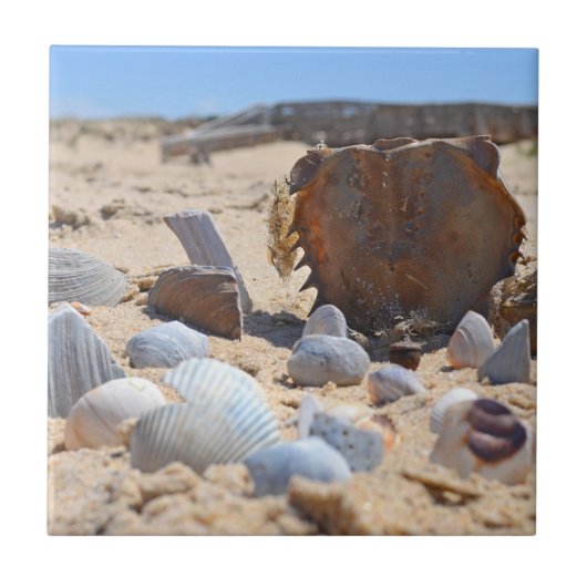 Muscheln am Strand von Shirley Taylor Fliese (Vorderseite)