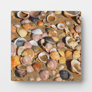 Muscheln an einem Sandstrand Andalusien, Spanien Fotoplatte
