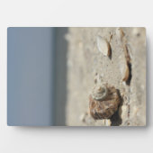 Muscheln auf dem Sand am Meer Fotoplatte (Vorderseite)