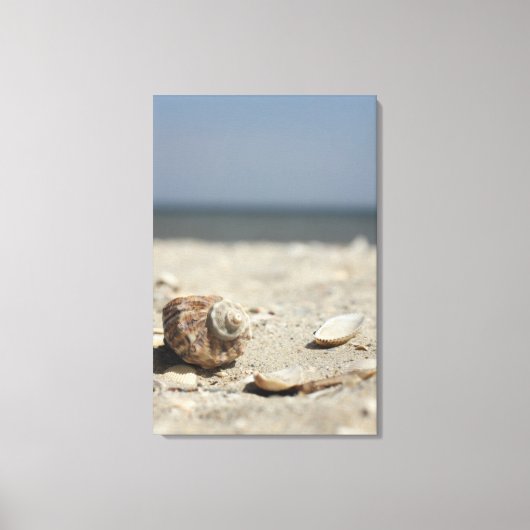 Muscheln auf dem Sand am Meer Leinwanddruck (Vorderseite)