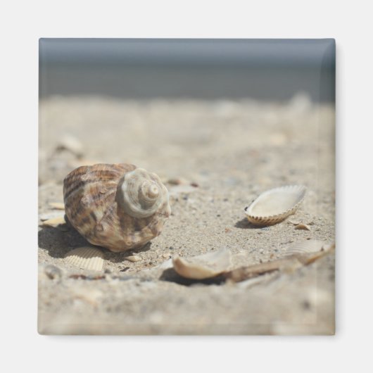 Muscheln auf dem Sand am Meer Magnet (Vorne)