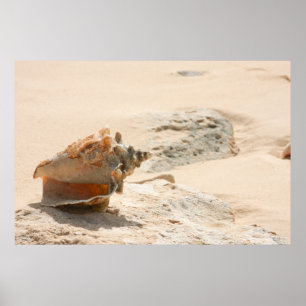 Muscheln auf dem Strand Poster