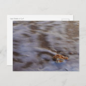 Muscheln auf der Postkarte (Vorne/Hinten)