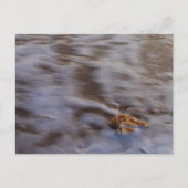 Muscheln auf der Postkarte (Vorderseite)