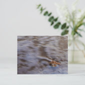 Muscheln auf der Postkarte (Stehend Vorderseite)