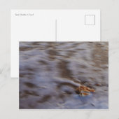 Muscheln auf der Postkarte (Vorne/Hinten)