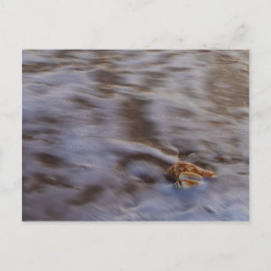 Muscheln auf der Postkarte