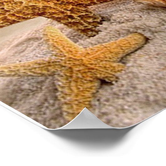 Muscheln auf einem weißen Sandstrand Poster (Ecke)