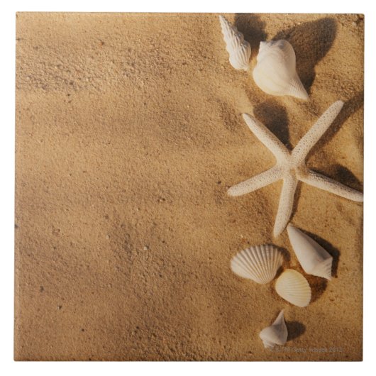 Muscheln auf Sand Fliese (Vorderseite)