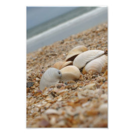 Muscheln auf Strandfoto Imaginative Imagery Fotodruck