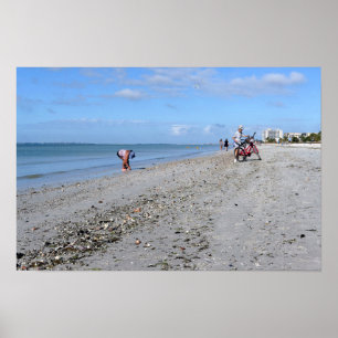 Muscheln bei Ebbe, Fort Myers Beach, Florida Poster