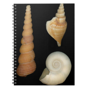 Muscheln - Conchologie - Schalen Notizblock