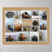 Muscheln der Insel Daufuskie, SC Poster (Vorne)