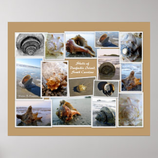 Muscheln der Insel Daufuskie, SC Poster