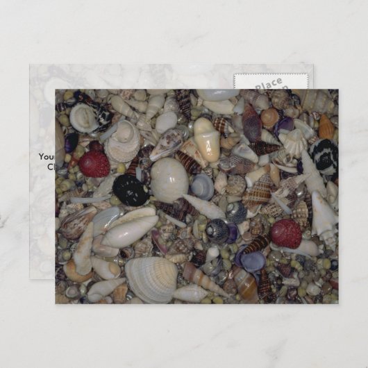 Muscheln der karibischen und pazifischen Muschel Postkarte (Vorne/Hinten)