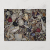Muscheln der karibischen und pazifischen Muschel Postkarte (Vorderseite)
