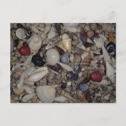 Muscheln der karibischen und pazifischen Muschel Postkarte (Vorderseite)