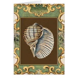 Muscheln der kleinen Meerjungfrau