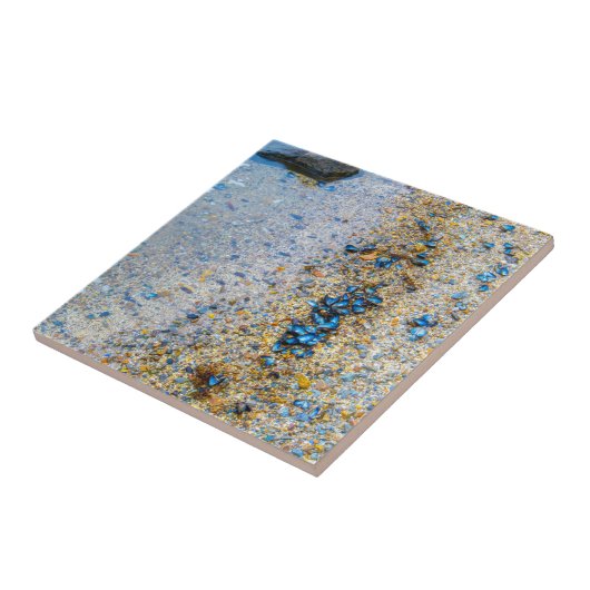 Muscheln der Mussel in Maine Fliese (Seite)