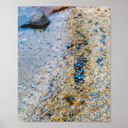 Muscheln der Mussel in Maine Poster (Vorne)